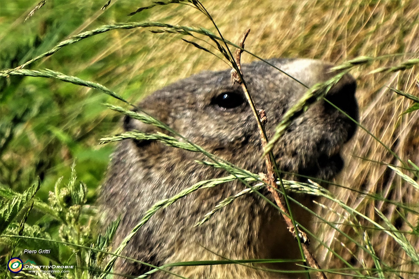 29 Osservato da marmotta in sentinella !.JPG